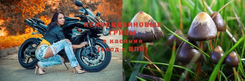 где купить наркоту  mega ссылка  Галлюциногенные грибы Psilocybe  Цимлянск 